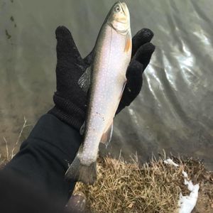 Meet your Posher, Sean